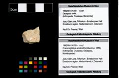 Foto (Objekt + Etikett) von Cracensigillatus acutirostris (Moericke, 1889)  (NHMW-GEO-1990-0041-4789)